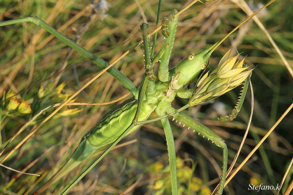 Femmina di Saga pedo
